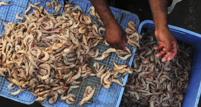 Shrimp sales are no small fry for Saudi Arabias Jazadco