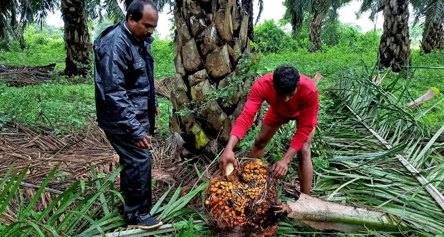 Malaysia plans to raise palm oil windfall profit levy threshold