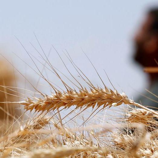 لبنان يتفاوض مع البنك الدولي لتأمين استيراد الغذاء