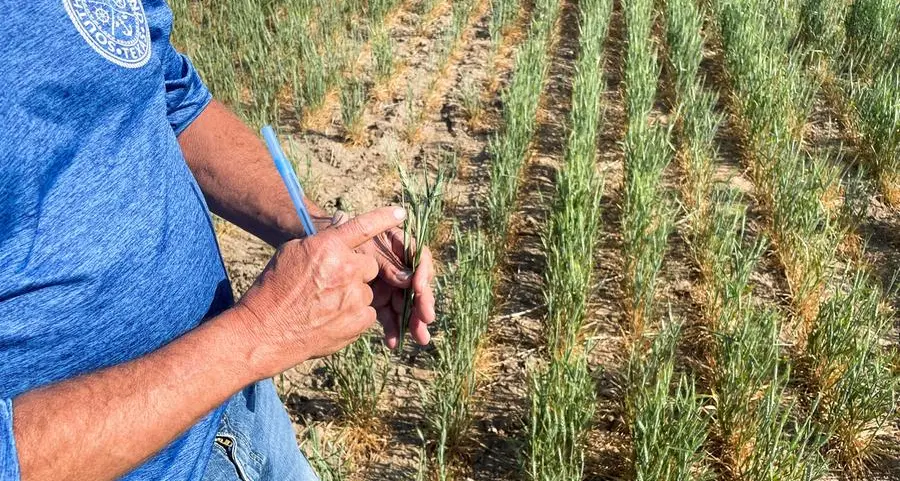 As wheat prices soar, the world's consumers vote with their feet