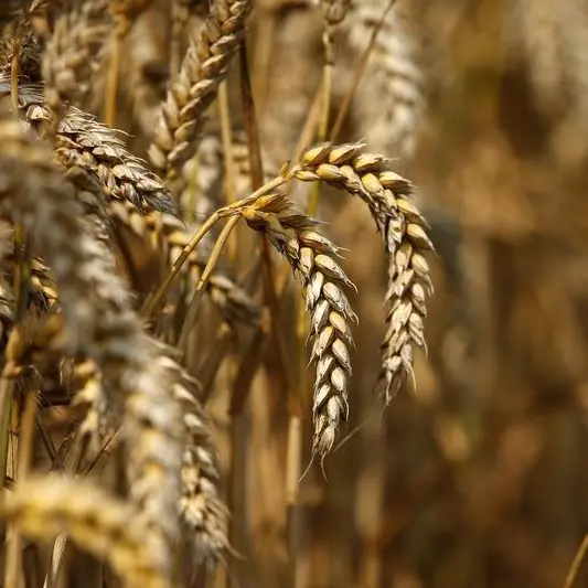 U.S. wheat crop hit by dry winter then soggy spring, adding to global tightness