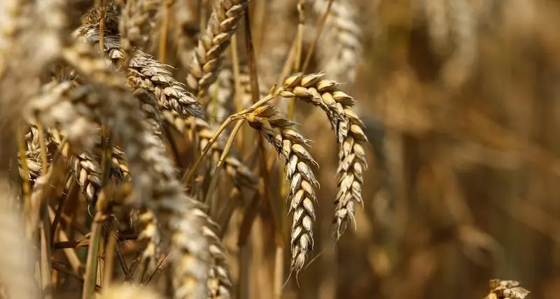 U.S. wheat crop hit by dry winter then soggy spring, adding to global tightness