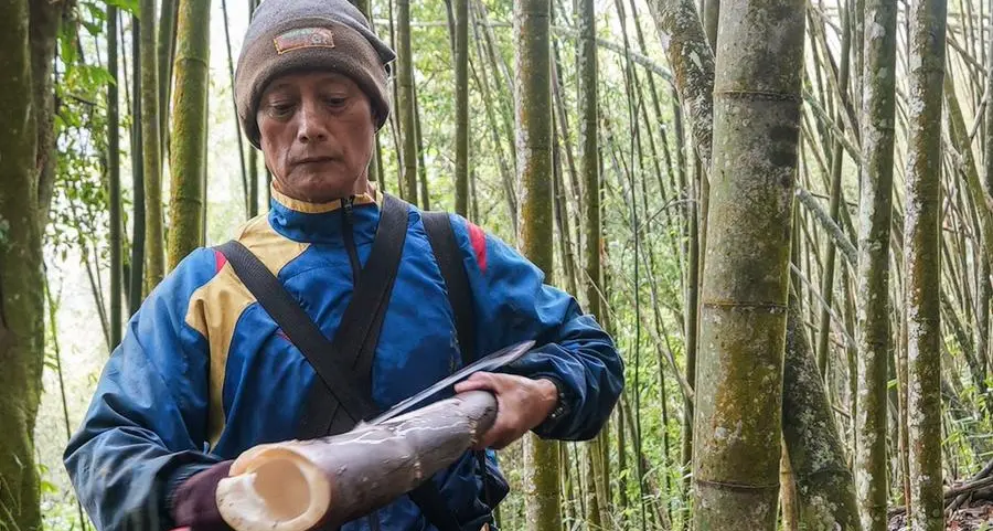 Taiwan tribe despairs as drought shrinks bamboo crop