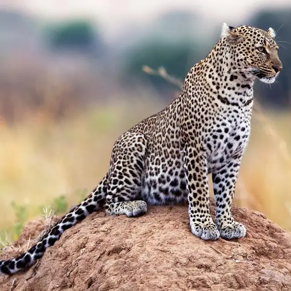 Seven endangered Arabian Leopard cubs born in Saudi Arabia