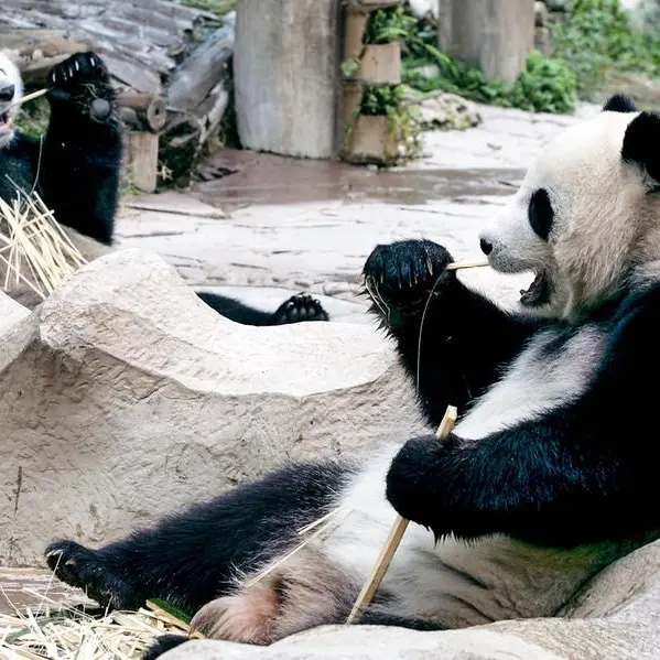 Hard to bear: UK's only pandas return to China