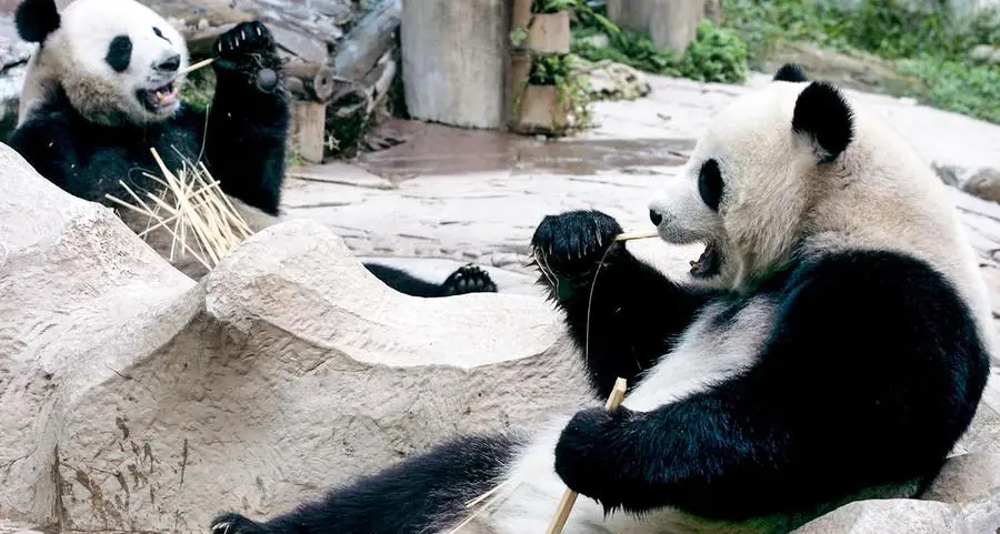 Hard to bear: UK's only pandas return to China