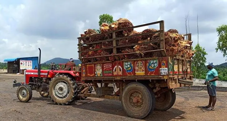 India's rapeseed farmers urge government to raise palm oil import tax