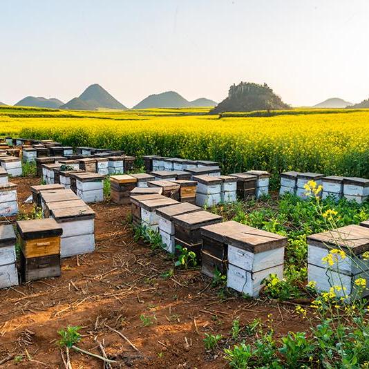 Saudi Arabia creates a buzz with support for honey farms