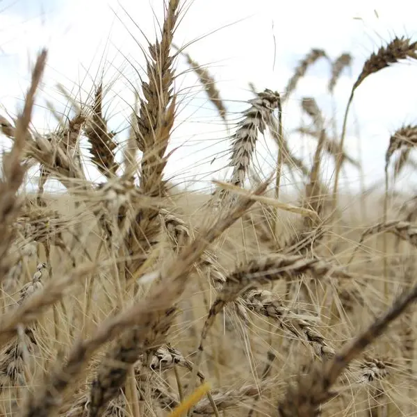 Waterlogged Australian wheat crop faces extensive downgrades