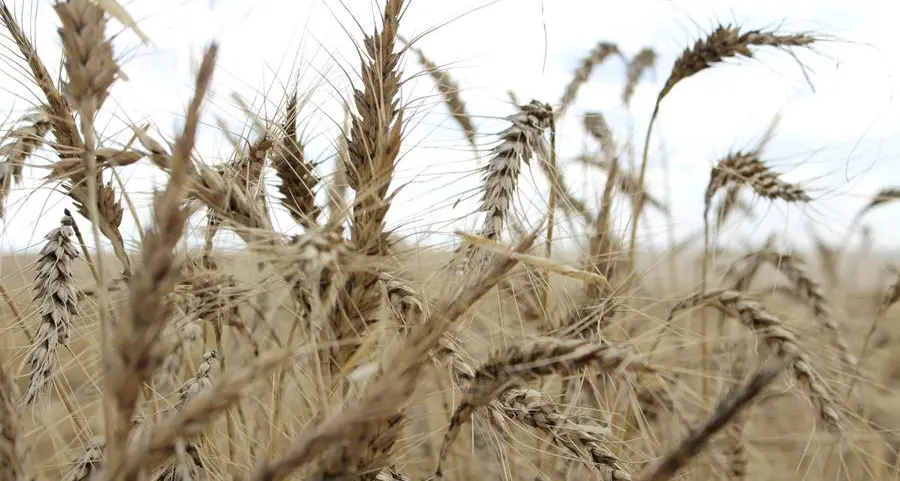 Waterlogged Australian wheat crop faces extensive downgrades