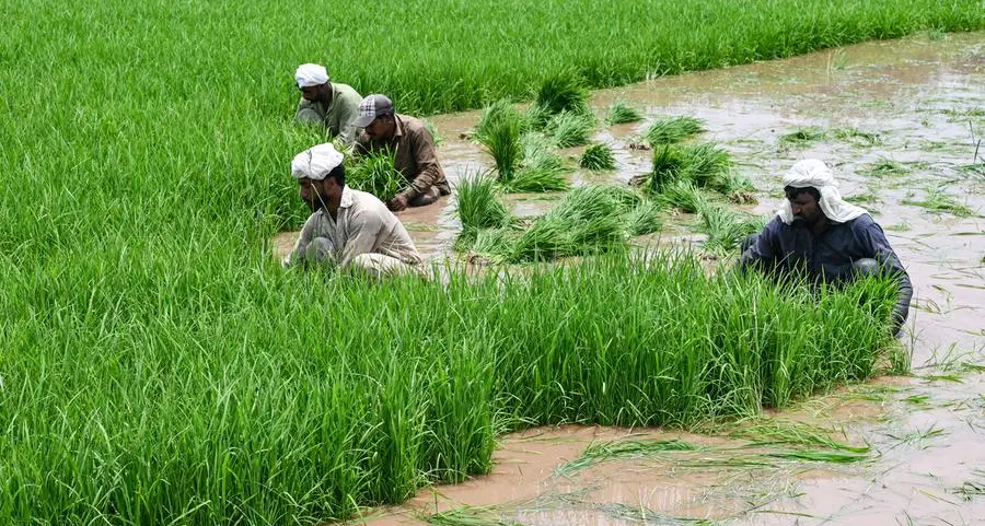 Pakistan's agricultural sector shows promising growth in FY2024