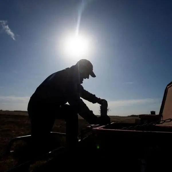 As war, drought hit global crops, Argentina gambles on GM wheat