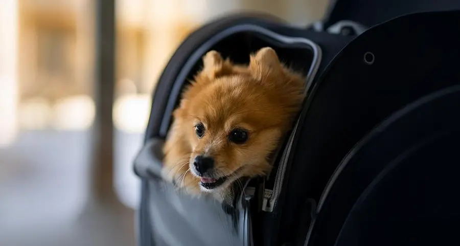 Etihad Airways makes travelling with pets more accessible with a special Pets Onboard promotional offer