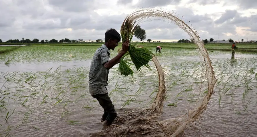 India's monsoon expected to be prolonged, threatening ripe crops, sources say