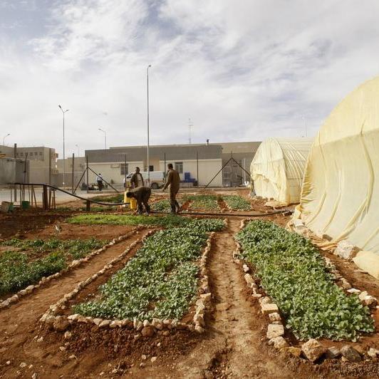Jordan's Millennium Farms receives top certification