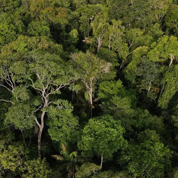 What Brazil's election means for the Amazon rainforest