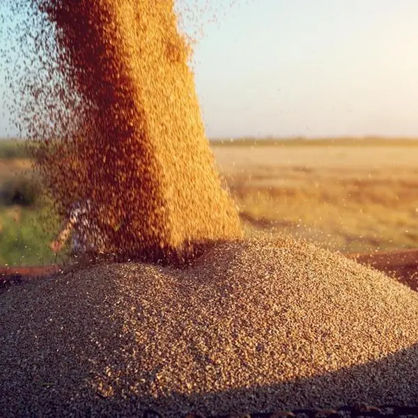 مصر تعتمد الهند كمنشأ جديد لاستيراد القمح