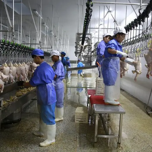 الكويت تعتزم وقف تصدير الدجاج لضبط الأسعار