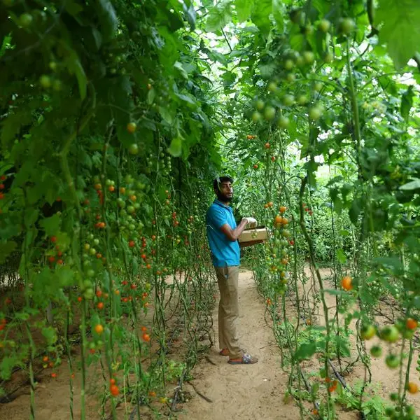 UAE aims to get 50% basic food from local farms by end of this year