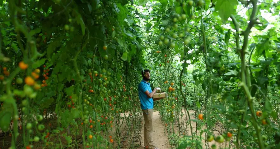 UAE aims to get 50% basic food from local farms by end of this year