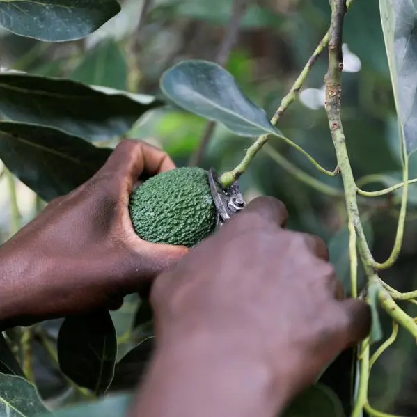 Tesco lasering avocados with product information in test to ditch stickers