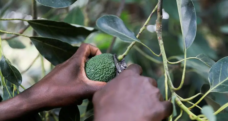 Tesco lasering avocados with product information in test to ditch stickers