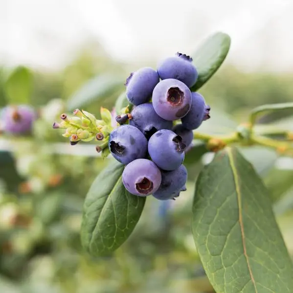 Elite Global Fresh Trading expands export of popular UAE-grown blueberries to new markets in Asia-Pacific