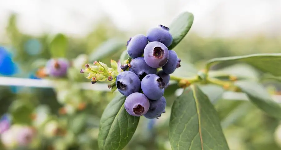 Elite Global Fresh Trading expands export of popular UAE-grown blueberries to new markets in Asia-Pacific