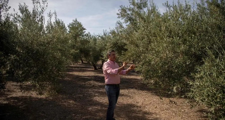 Drought spells 'catastrophe' for Spain's olive harvest