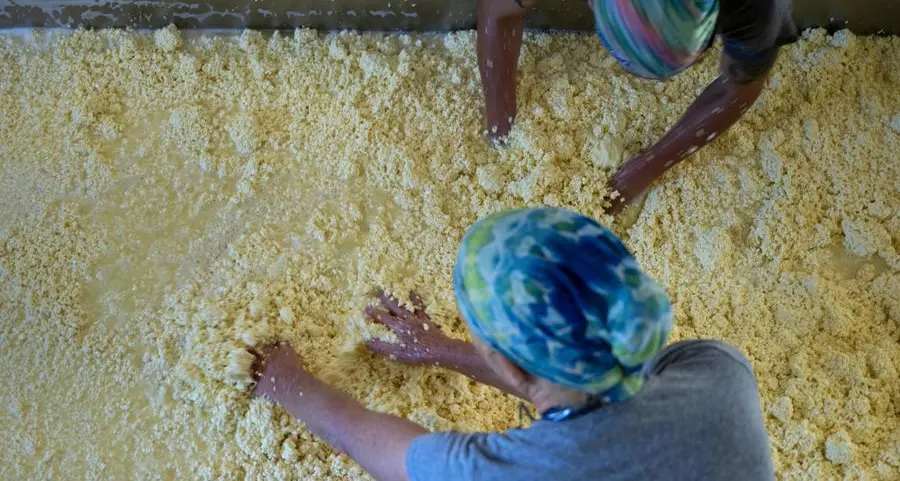 US cheesemakers learn to live with raw-milk regulations