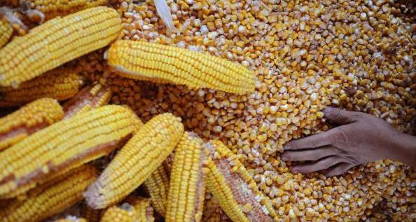 مصر توقف تصدير الزيوت والذرة