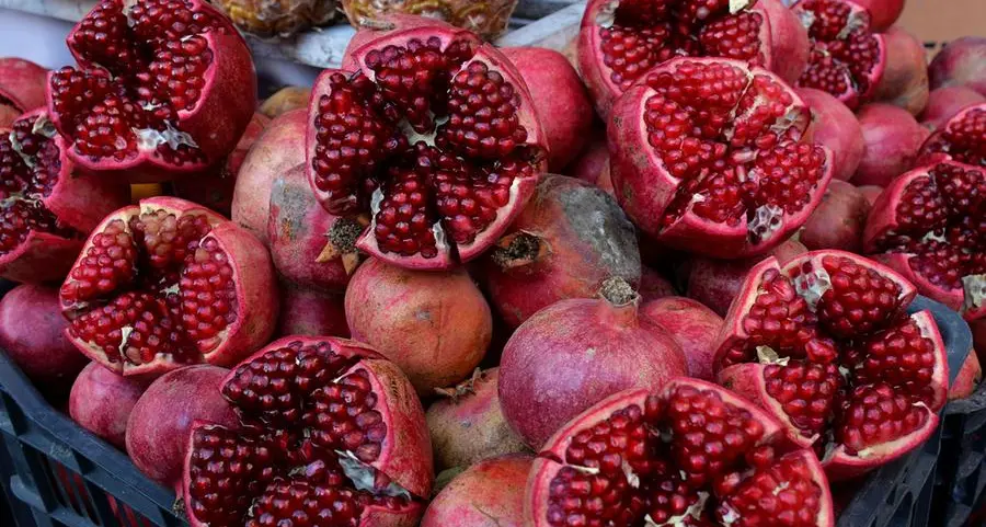 Jordan: Pomegranate harvest starts in Koura district