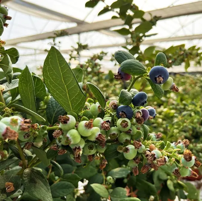 Elite Global Fresh Trading brings high quality UAE blueberries to new international markets