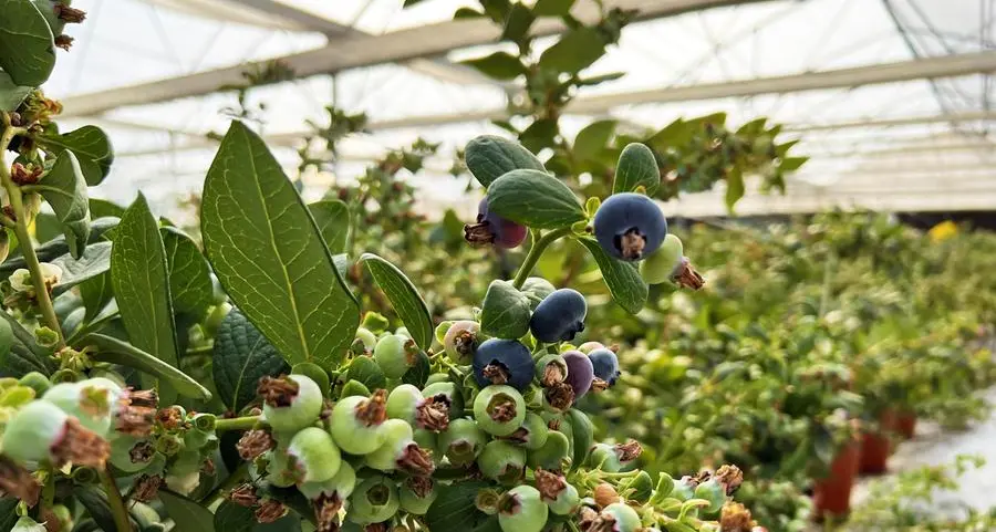 Elite Global Fresh Trading brings high quality UAE blueberries to new international markets