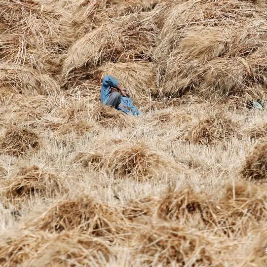 Egypt's wheat imports from Russia rose in March despite war