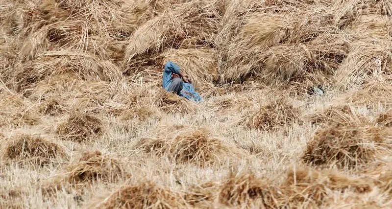 Egypt's wheat imports from Russia rose in March despite war