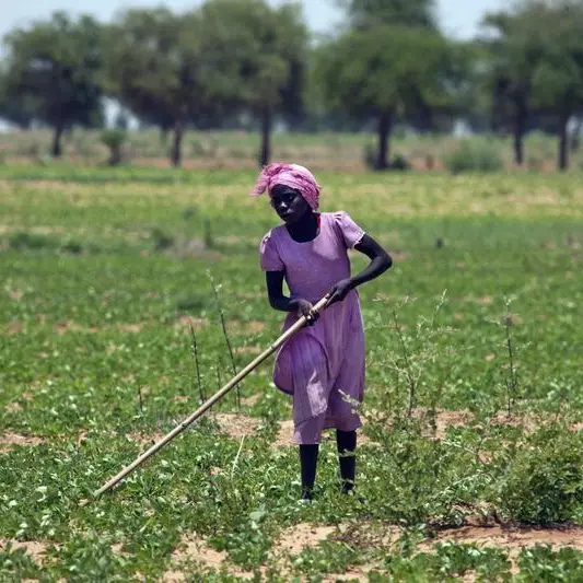 السودان يُغلق باب الاستثمار في القطاع الزراعي خوفًا من هدر الموارد