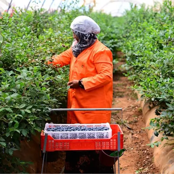 Elite Agro Holding expands Morocco footprint as investments in the Kingdom exceed AED 500 million
