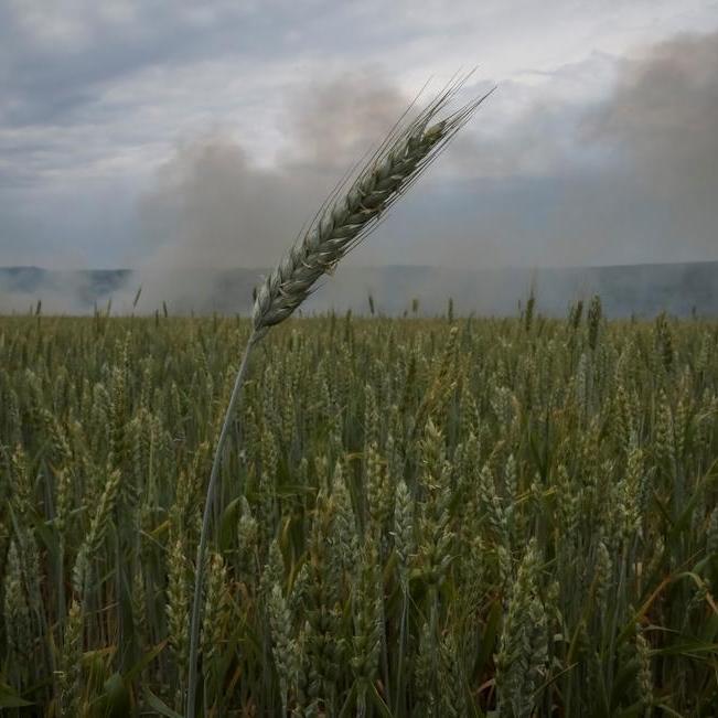 Finding new Ukraine grain export routes is top goal in food crisis - Germany