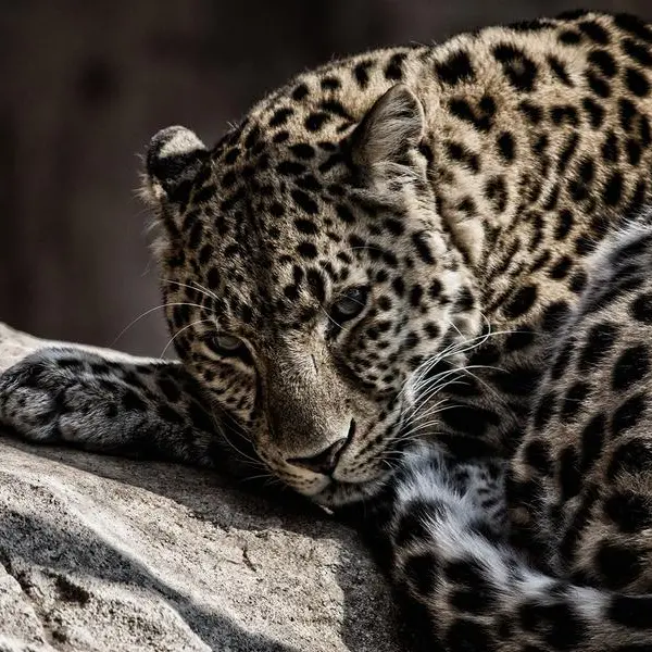 Oman, Saudi collaborate to save critically endangered Arabian leopard