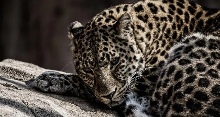 Oman, Saudi collaborate to save critically endangered Arabian leopard