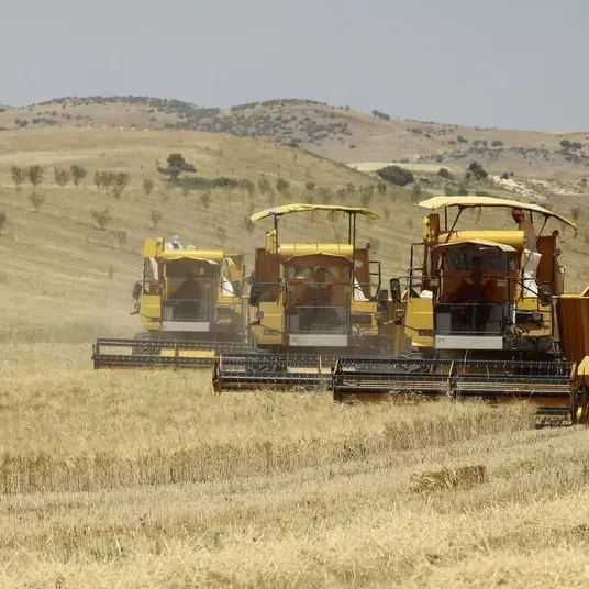 Algeria tenders to buy nominal 50,000 tonnes milling wheat - trade