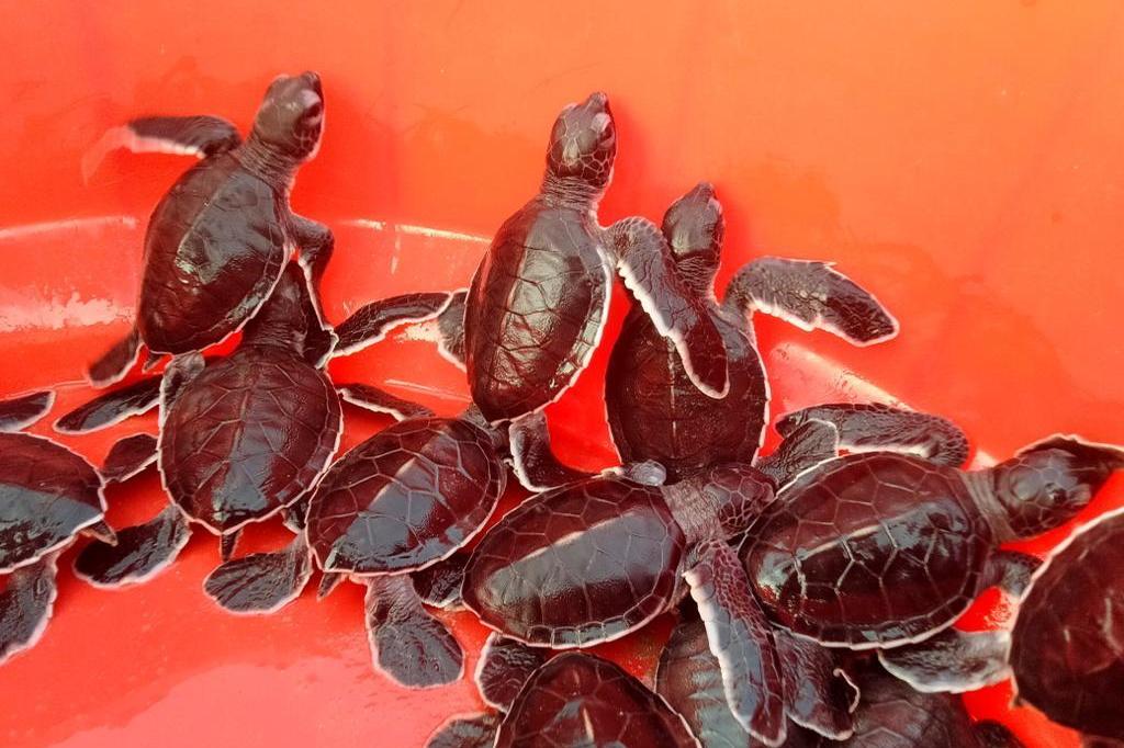 Pakistani wildlife team cradles green turtles babies from beach to sea