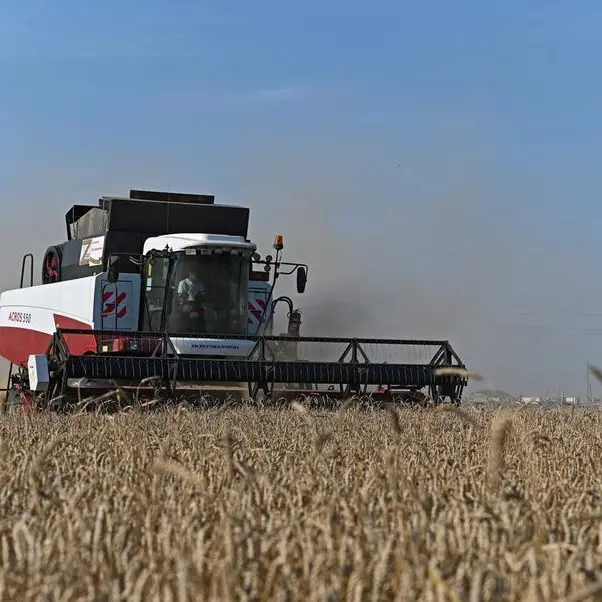 Wheat up after deep losses, Russian tender move confuses