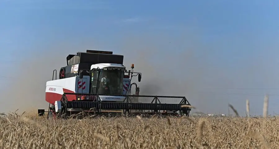 Wheat up after deep losses, Russian tender move confuses