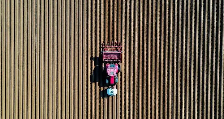 France raises maize crop estimate again