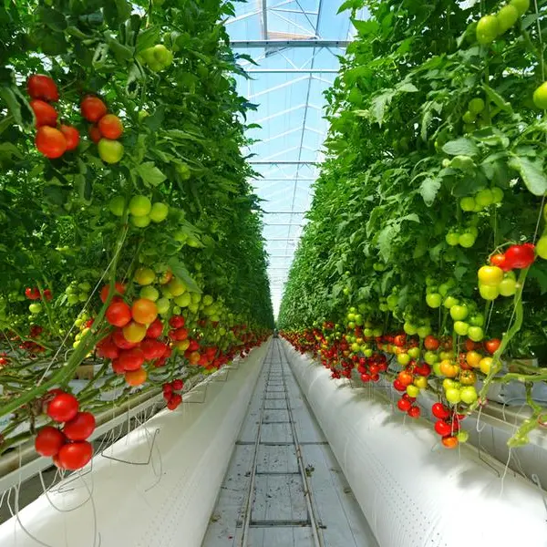 Industry titans join Pure Harvest smart farms as next phase of international growth beckons