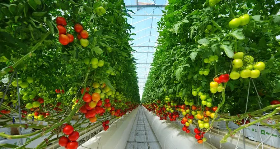 Industry titans join Pure Harvest smart farms as next phase of international growth beckons