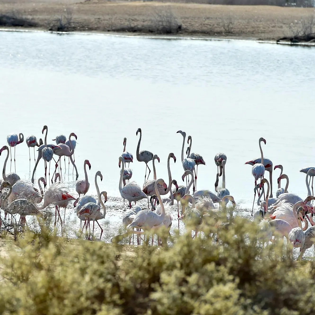 Abu Dhabi natural reserve to reopen to public from January 1