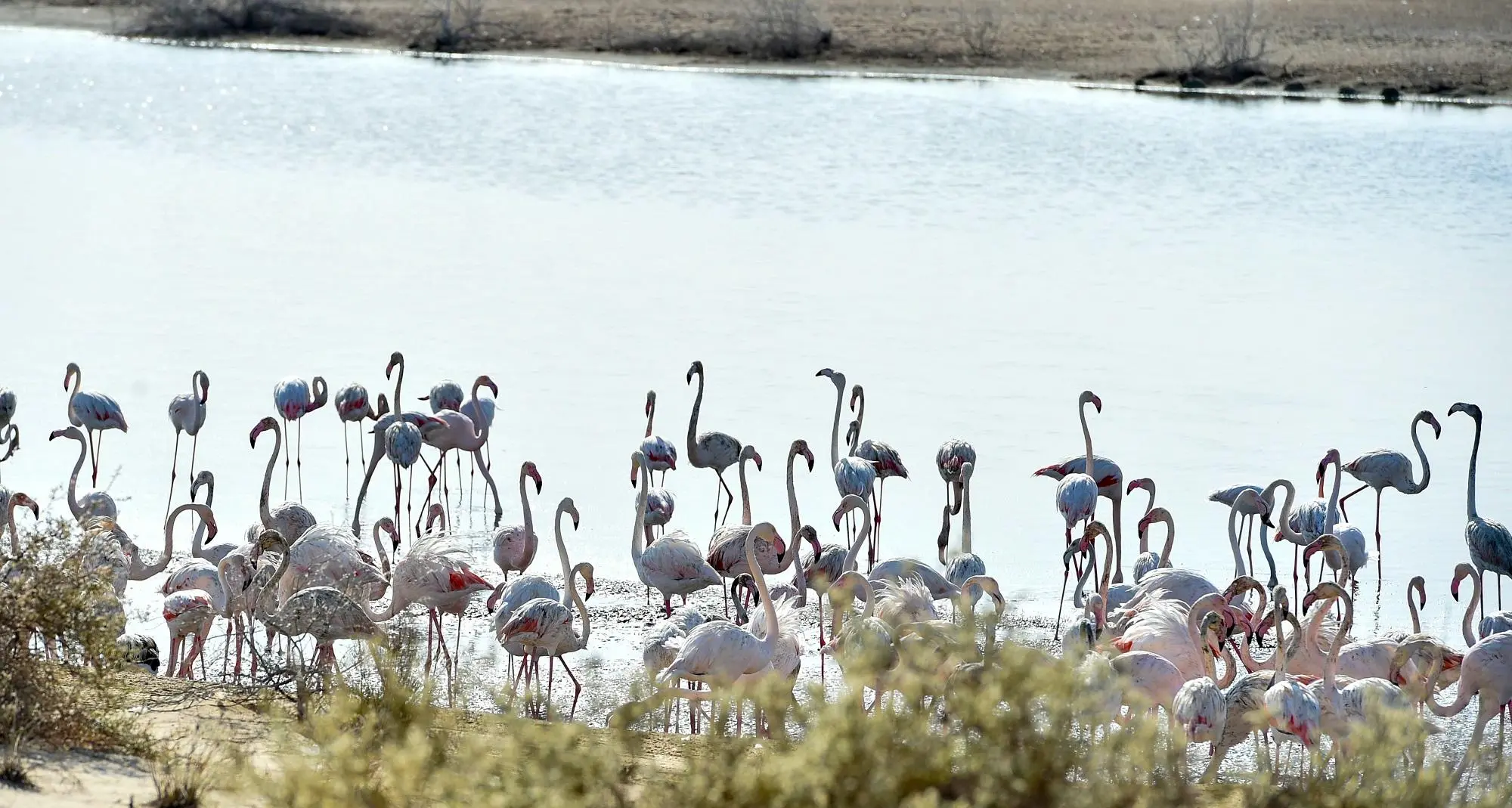 Abu Dhabi natural reserve to reopen to public from January 1